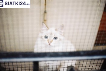 Siatki Pisz - Zabezpieczenie balkonu siatką - Kocia siatka - bezpieczny kot dla terenów Miasta Pisz